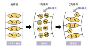 シスチン結合